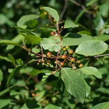 Attēlu rezultāti vaicājumam “Frangula alnus bud”