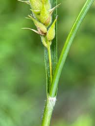 Attēlu rezultāti vaicājumam “Carex hirta fruit”