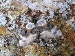 Attēlu rezultāti vaicājumam “Cosmorhoe ocellata”