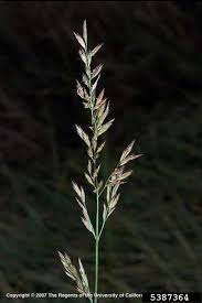 Attēlu rezultāti vaicājumam “Festuca altissima flower”