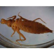 Attēlu rezultāti vaicājumam “Gomphidae”