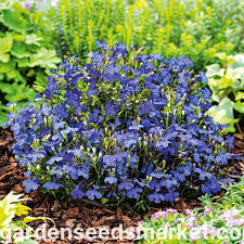 Image result for Männertreu