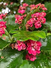 Attēlu rezultāti vaicājumam “Crataegus macracantha flower”