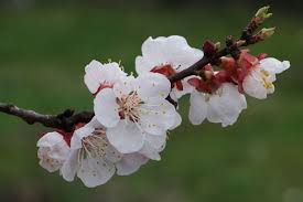 Attēlu rezultāti vaicājumam “Prunus armeniaca”