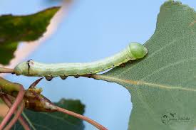 Attēlu rezultāti vaicājumam “Pheosia tremula”