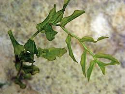 Attēlu rezultāti vaicājumam “Potamogeton perfoliatus leaf”