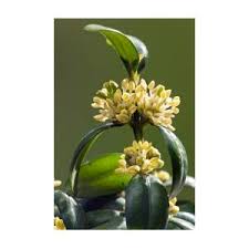 Attēlu rezultāti vaicājumam “Buxus sempervirens flower”