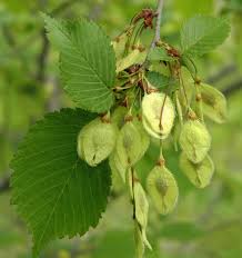 Attēlu rezultāti vaicājumam “Ulmus laevis leaf”