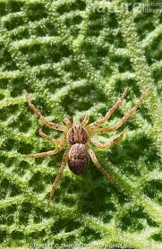 Attēlu rezultāti vaicājumam “Philodromus sp.”