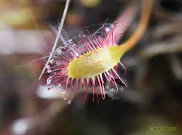 Attēlu rezultāti vaicājumam “Drosera x obovata”