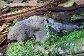 Attēlu rezultāti vaicājumam “Siphoptychium violaceum”