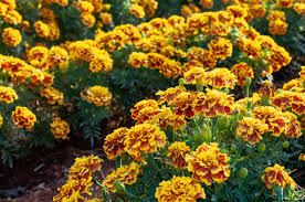 Image result for Tagetes patula