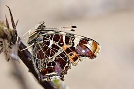 Attēlu rezultāti vaicājumam “Araschnia levana upperside”