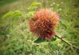 Attēlu rezultāti vaicājumam “Diplolepis rosae”