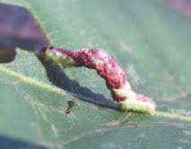 Attēlu rezultāti vaicājumam “Hydrelia sylvata”