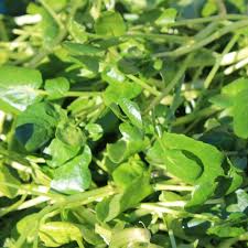 Image result for Brunnenkresse