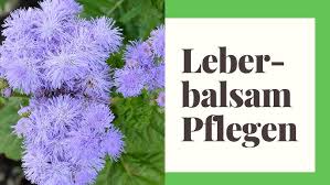 Image result for Leberbalsam