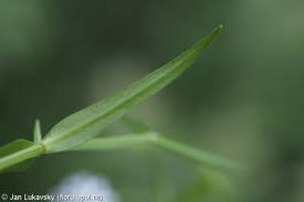 Attēlu rezultāti vaicājumam “Stellaria palustris leaf”