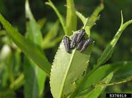 Attēlu rezultāti vaicājumam “Chrysomela vigintipunctata”