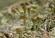 Attēlu rezultāti vaicājumam “Cladonia ramulosa”