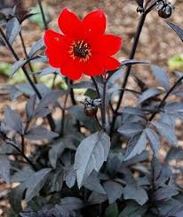 Image result for Dahlia `Red Skin`