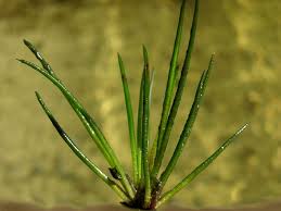 Attēlu rezultāti vaicājumam “Isoetes lacustris”