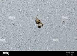 Attēlu rezultāti vaicājumam “Eupoecilia angustana”