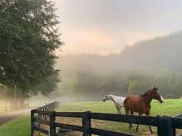 Image result for Cliff Hatch Stables