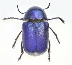 Attēlu rezultāti vaicājumam “Cryptocephalus aureolus, Cryptocephalus sericeus”