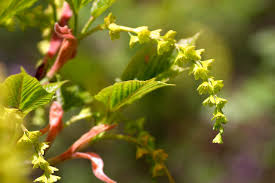 Attēlu rezultāti vaicājumam “Acer rufinerve flower”