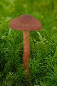 Attēlu rezultāti vaicājumam “Cortinarius sanguineus”