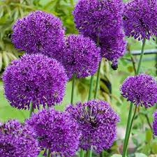 Attēlu rezultāti vaicājumam “Allium holandicum”