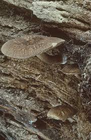 Attēlu rezultāti vaicājumam “Pluteus umbrosus”