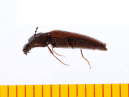 Attēlu rezultāti vaicājumam “Ampedus sp.”