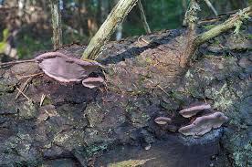 Attēlu rezultāti vaicājumam “Fomitopsis rosea”