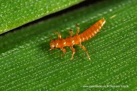 Attēlu rezultāti vaicājumam “Meloe sp. larva”