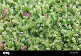 Attēlu rezultāti vaicājumam “Odontoschisma denudatum”