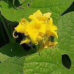 Attēlu rezultāti vaicājumam “Thladiantha dubia flower”