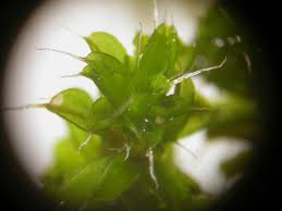 Attēlu rezultāti vaicājumam “Syntrichia virescens”