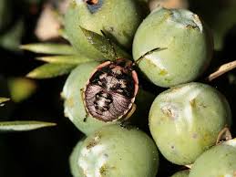 Attēlu rezultāti vaicājumam “Chlorochroa juniperina imago”