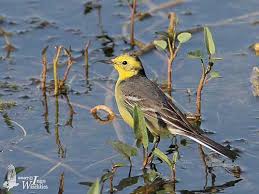 Attēlu rezultāti vaicājumam “Motacilla citreola male”