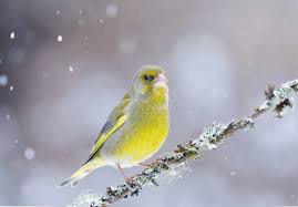 Attēlu rezultāti vaicājumam “Chloris chloris male”