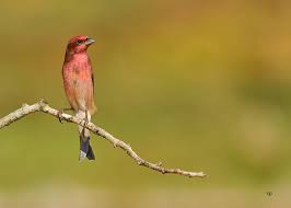 Attēlu rezultāti vaicājumam “Carpodacus erythrinus”