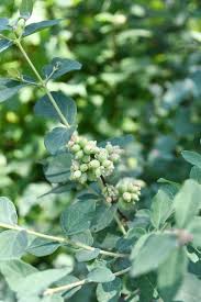 Attēlu rezultāti vaicājumam “Symphoricarpos albus”
