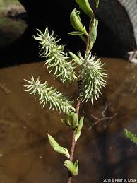 Attēlu rezultāti vaicājumam “Salix myrsinifolia female flower”