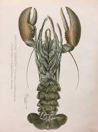 Image result for Homarus americanus