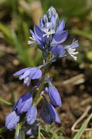 Attēlu rezultāti vaicājumam “Polygala vulgaris leaf”