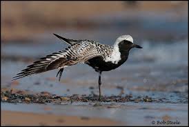 Attēlu rezultāti vaicājumam “Pluvialis squatarola adult”