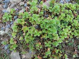 Attēlu rezultāti vaicājumam “Phedimus spurius”