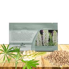 Attēlu rezultāti vaicājumam “Lupinus polyphyllus fruit”